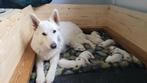 Zwitserse Witte Herder, Dieren en Toebehoren, Honden | Herdershonden en Veedrijvers, Fokker | Hobbymatig, Rabiës (hondsdolheid)