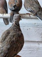 Kleine parelhals tortels, Dieren en Toebehoren, Vogels | Duiven, Vrouwelijk, Postduif