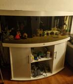 Aquarium Juwel Vision 450 Wit, Dieren en Toebehoren, Ophalen, Gevuld zoetwateraquarium