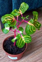 Biefstukplant te koop, Ophalen, Overige soorten, Halfschaduw, In pot
