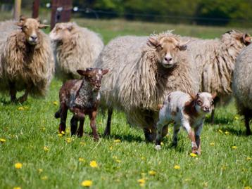 Drentjes, prachtige Drentse heideschapen. Ooien en lammeren. beschikbaar voor biedingen