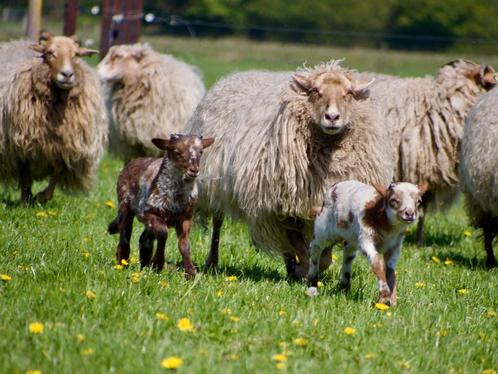 Drentjes, prachtige Drentse heideschapen. Ooien en lammeren., Dieren en Toebehoren, Schapen, Geiten en Varkens, Schaap, Vrouwelijk
