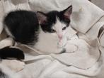 3 mooie lieve kittens, 8 weken oud, dus mogen nieuw huisje, Meerdere dieren, Kortharig, 0 tot 2 jaar