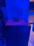 Aquarium (dennerle nanocube), Dieren en Toebehoren, Vissen | Aquaria en Toebehoren, Ophalen, Zo goed als nieuw, Leeg aquarium