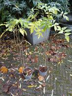 2 jonge vlierstruiken ruilen, Tuin en Terras, Ophalen of Verzenden, Overige soorten, Minder dan 100 cm