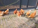 Te koop: jonge hennen / haantjes +/- 6weken oud, Dieren en Toebehoren, Vrouwelijk, Kip