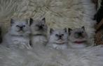 Ragdoll kittens, Dieren en Toebehoren, Katten en Kittens | Raskatten | Korthaar, Meerdere dieren, Gechipt