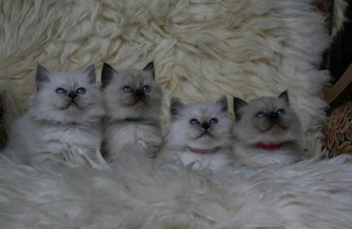 Ragdoll kittens, Dieren en Toebehoren, Katten en Kittens | Raskatten | Korthaar, Meerdere dieren, Gechipt