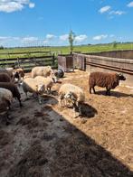 21 schapen, Vrouwelijk, Schaap