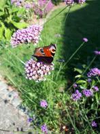 Verbena Ijzerhard, Tuin en Terras, Planten | Tuinplanten, Ophalen of Verzenden, Zomer, Overige soorten, Volle zon