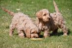Cockapoo pups te koop, Rabiës (hondsdolheid), 15 weken tot 1 jaar, Buitenland, Meerdere