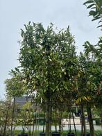 Prunus L. Caucasica leiboom, Tuin en Terras, Halfschaduw, Overige soorten, 100 tot 250 cm, Ophalen