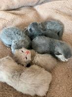 Britse Kort haar kittens!!!, Dieren en Toebehoren, Katten en Kittens | Raskatten | Korthaar, Meerdere dieren