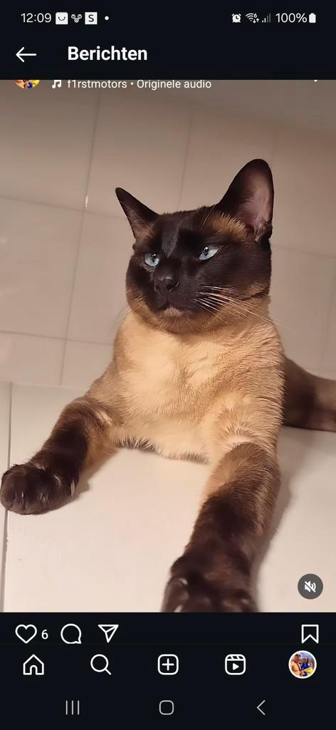 Raszuiver Siamees DEKKATER, Dieren en Toebehoren, Katten en Kittens | Dekkaters