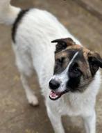 WIE GAAT WANDELEN MET LIEVE BORIS, JONGE REU, MIDDELMAATJE, Rabiës (hondsdolheid), Reu, 1 tot 2 jaar, Eén hond