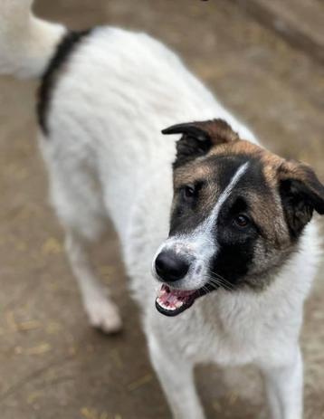 WIE GAAT WANDELEN MET LIEVE BORIS, JONGE REU, MIDDELMAATJE beschikbaar voor biedingen