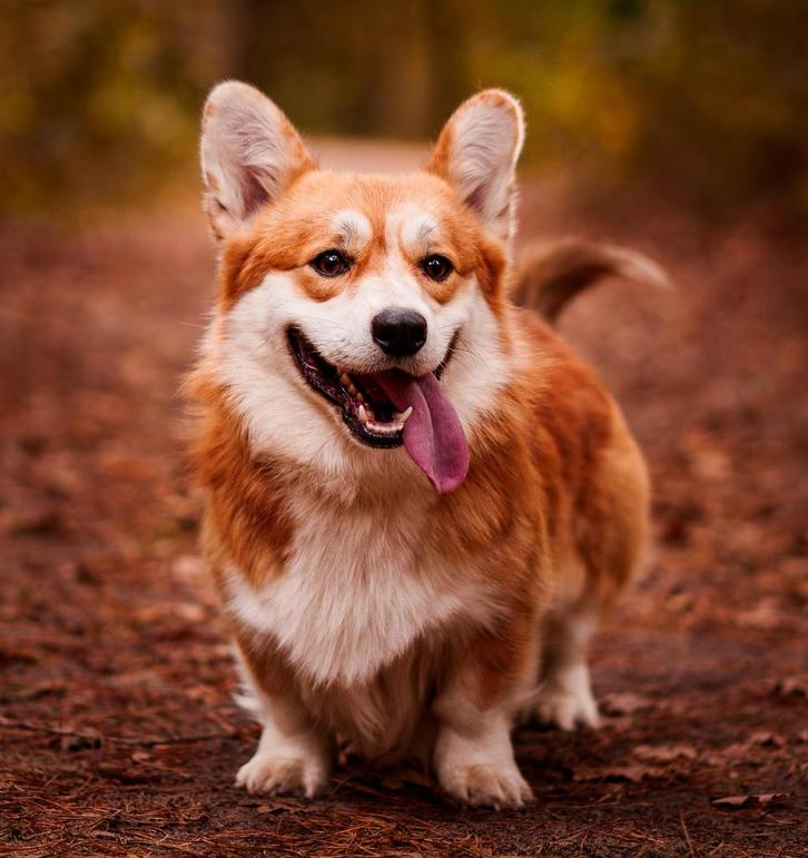 Welsh corgi pembroke dekreu, Dieren en Toebehoren, Honden | Dekreuen, Reu, Fokker | Professioneel, Meerdere, Nederland, 1 tot 2 jaar