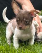 Nog 1 prachtig Chinese Naakthond x Chihuahua pupje (Teefje), Dieren en Toebehoren, Honden | Chihuahua's en Gezelschapshonden, CDV (hondenziekte)
