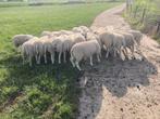 Swifter dekrammen, Dieren en Toebehoren, Schapen, Geiten en Varkens, Meerdere dieren, Schaap, 0 tot 2 jaar