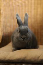 Witte & Blauwe Wener konijnen | Goed advies, Dieren en Toebehoren, Konijnen, Meerdere dieren, Groot, Hangoor, 0 tot 2 jaar