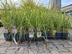 Cortaderia selloana, rosea, pampasgras mooie volle planten, Overige soorten, Vaste plant, Ophalen of Verzenden, Halfschaduw