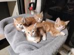 Kittens te koop, Dieren en Toebehoren, Katten en Kittens | Overige Katten, Kater