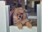 pomeriaan/dwergkees pups, Dieren en Toebehoren, Keeshond, 8 tot 15 weken, CDV (hondenziekte), Meerdere