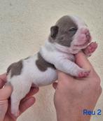 Franse bulldog pups, Overige rassen, CDV (hondenziekte), 8 tot 15 weken, Meerdere