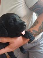 Puppies Labrador x berner x leonberger, Dieren en Toebehoren, 8 tot 15 weken, Labrador retriever, Meerdere, Meerdere dieren