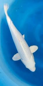 Mooie spierwitte female platinum ogon nisai. 50a55 cm, Dieren en Toebehoren, Karper of Koi