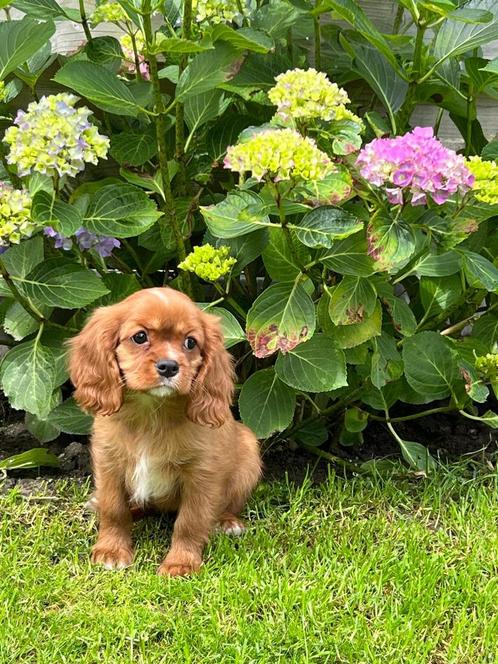 Cavalier king Charles pups, Dieren en Toebehoren, Honden | Retrievers, Spaniëls en Waterhonden, Meerdere dieren, Spaniël, Fokker | Professioneel