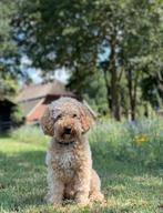 Dekreu Labradoodle mini, Reu, CDV (hondenziekte), Eén hond, 3 tot 5 jaar