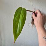 philodendron painted lady, Huis en Inrichting, Kamerplanten, Ophalen of Verzenden, Overige soorten, Minder dan 100 cm