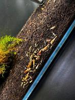 Crystalblack Garnalen, Kreeft, Krab of Garnaal