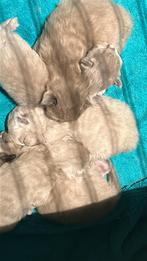 Ragdoll kittens 100% ragdoll nestje vijf stuks, Geslacht onbekend, Ontwormd, 0 tot 2 jaar