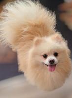 Pomperiaan dekreu, Reu, Eén hond, 3 tot 5 jaar, Nederland