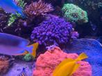 Roze stylopora koraal, Dieren en Toebehoren, Overige typen, Zoutwatervis