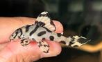 Hypancistrus sp. L333 | King Tiger Pleco White, Dieren en Toebehoren, Vis, Zoetwatervis