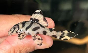 Hypancistrus sp. L333 | King Tiger Pleco White beschikbaar voor biedingen