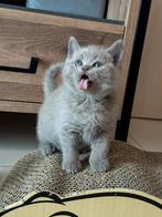 Britse Korthaar Kittens!!!, Dieren en Toebehoren, Katten en Kittens | Raskatten | Korthaar, 0 tot 2 jaar, Kater, Ingeënt