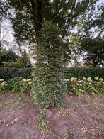 Bomen, Tuin en Terras, Planten | Bomen, Ophalen, Halfschaduw, Overige soorten