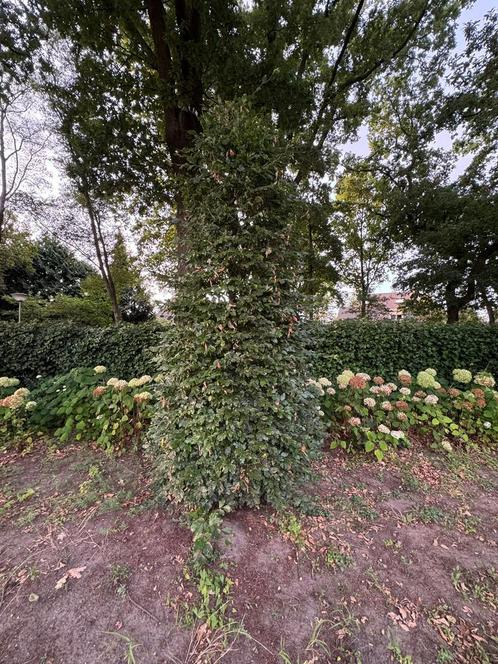 Bomen, Tuin en Terras, Planten | Bomen, Overige soorten, Halfschaduw, Ophalen