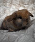 Jonge baby NHD x minilop konijntjes, Dieren en Toebehoren, Konijnen, Meerdere dieren