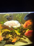 albino oscar 15cm te koop, Vis, Zoetwatervis