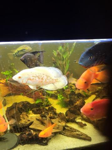 albino oscar 15cm te koop  beschikbaar voor biedingen