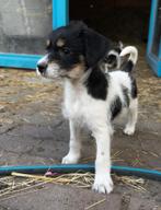 Puppy havapoo / boeren fox, Dieren en Toebehoren, Honden | Niet-rashonden, Particulier, Rabiës (hondsdolheid), 8 tot 15 weken