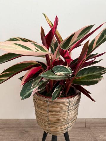 Calathea triostar beschikbaar voor biedingen