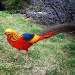 goudfasanten, Dieren en Toebehoren, Meerdere dieren, Tropenvogel
