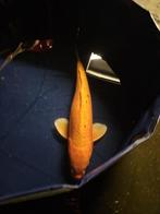 Ginrin Benigoi Japanse koi, Dieren en Toebehoren, Vissen | Vijvervissen, Karper of Koi