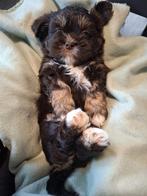 Prachtig nestje boomers van 22 oktober, Dieren en Toebehoren, Rabiës (hondsdolheid), Overige rassen, 8 tot 15 weken, Meerdere